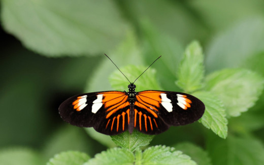 1755982 (a): :1920x1200